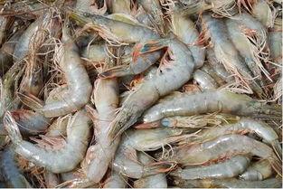 臭鱼烂虾爆料视频播放大全,精彩内容抢先看  第1张