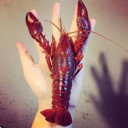 厦门龙虾爆料视频最新,现场实况直击，揭秘海鲜市场新动态  第2张